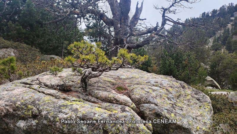 Aigüestortes i Estany de Sant Maurici