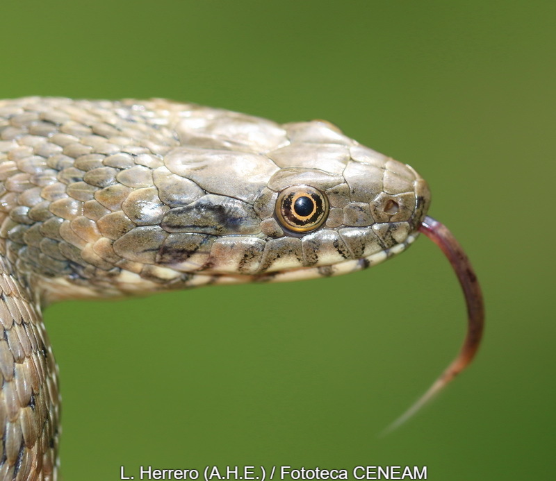 Natrix maura (Linnaeus, 1758)