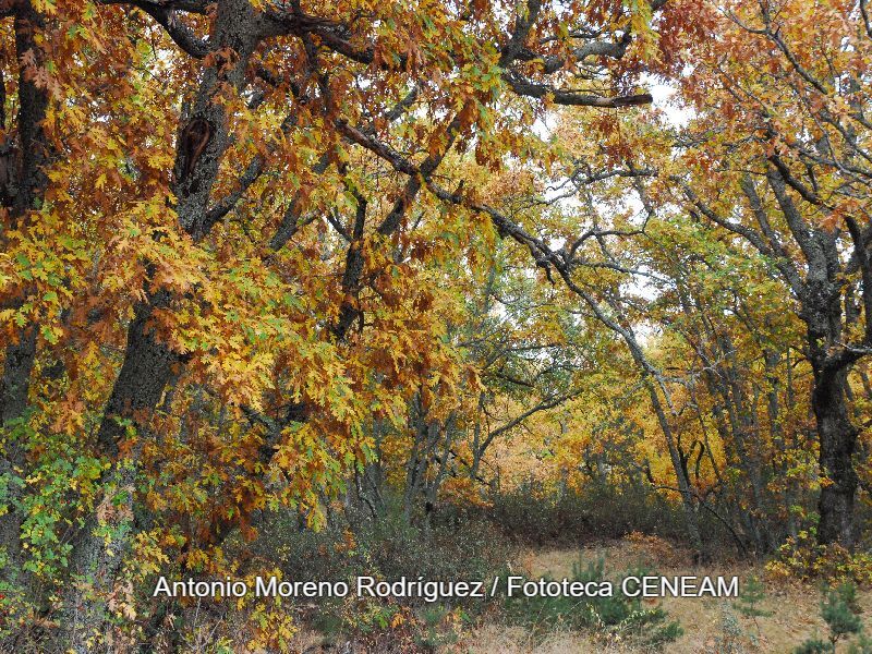 Quercus pyrenaica Willd.