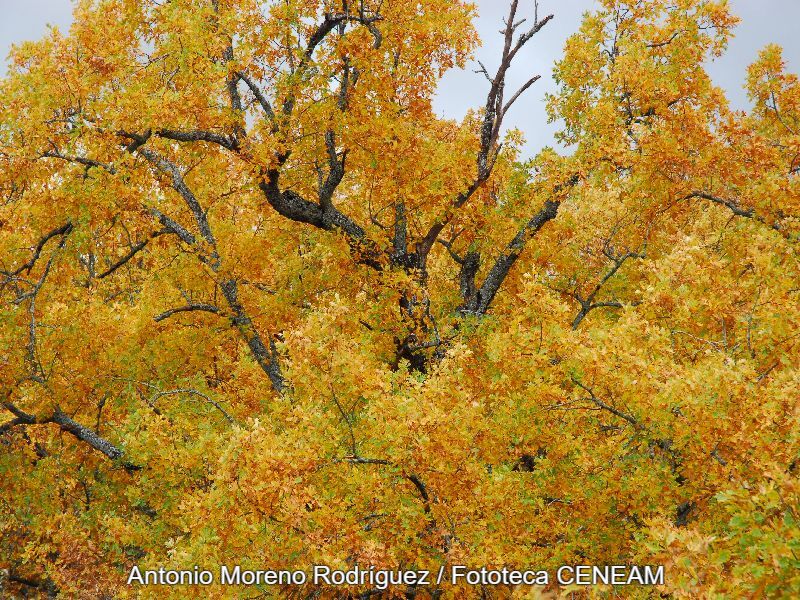 Quercus pyrenaica Willd.