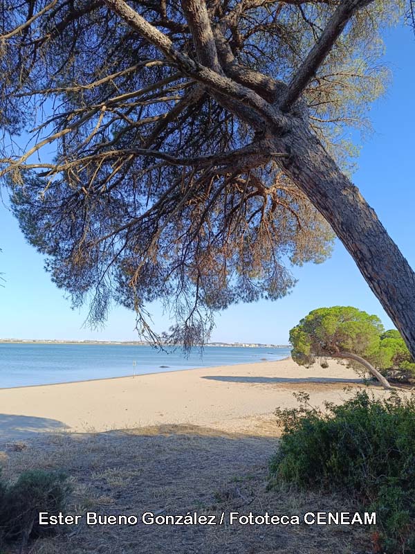 Doñana