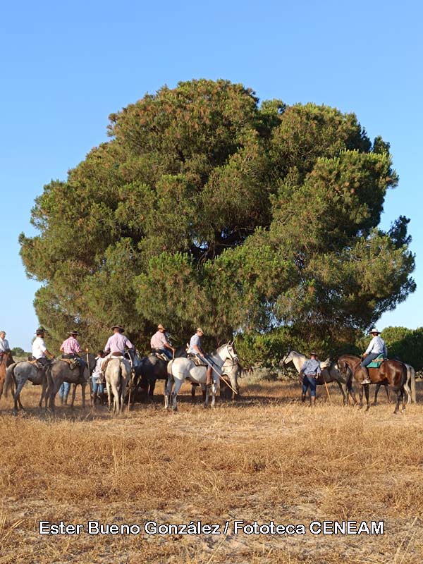 Doñana