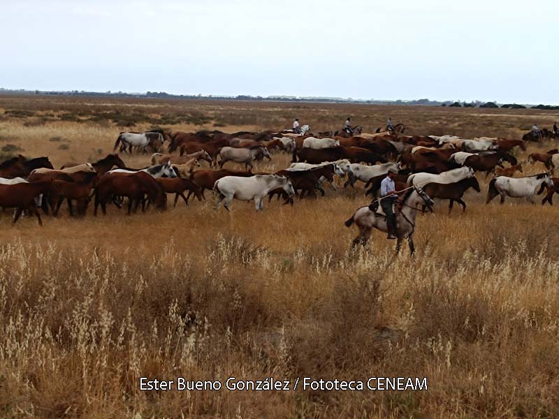 Doñana