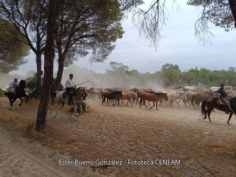 Doñana