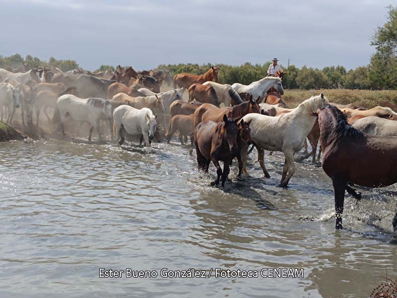 Doñana