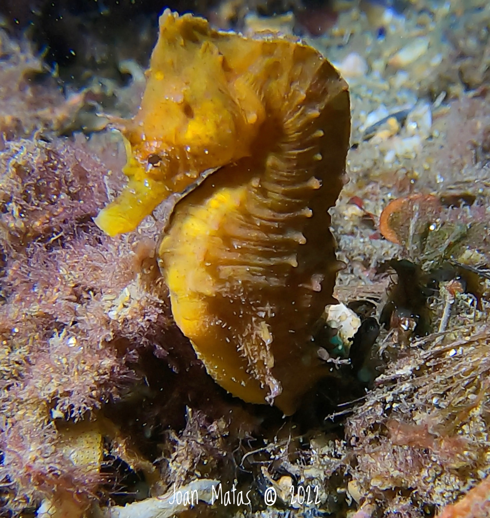 Hippocampus guttulatus Cuvier, 1829