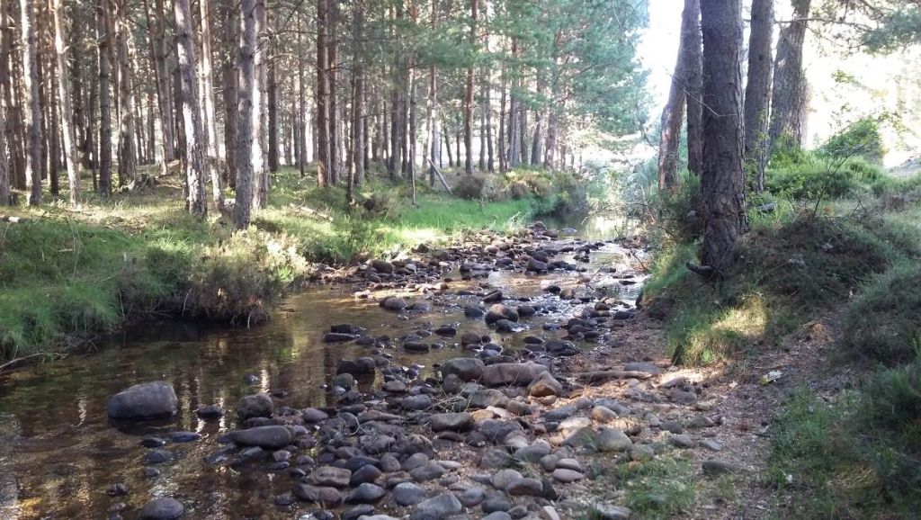 Cauce circulando entre un denso pinar en la reserva natural fluvial Alto Duero (hasta Duruelo de la Sierra)