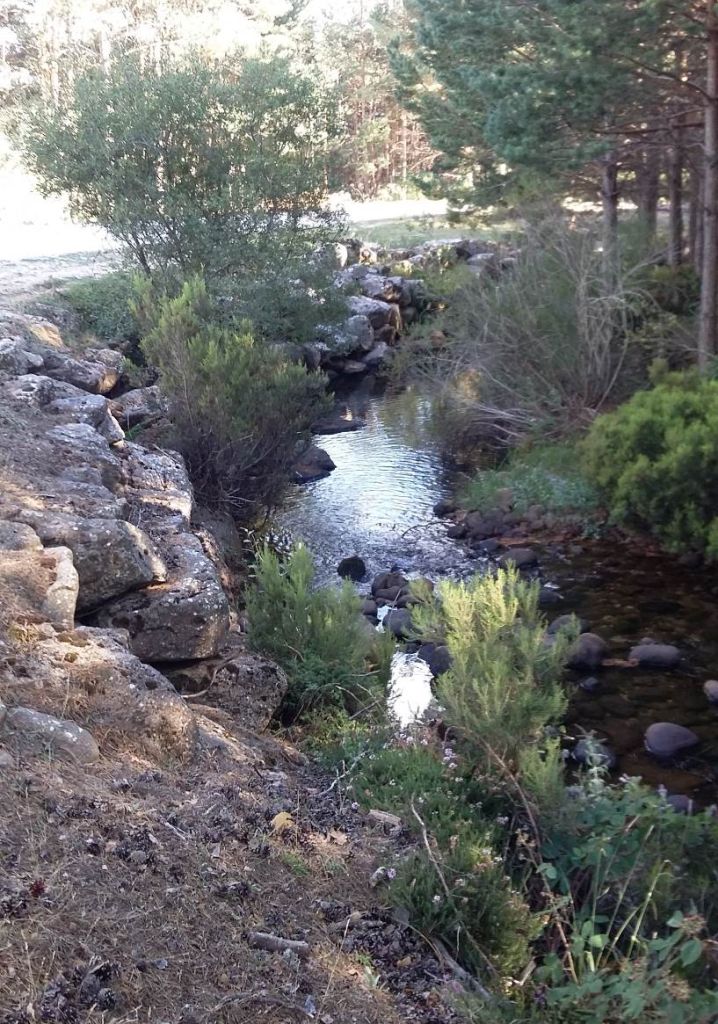 Talud creado por una pista forestal al borde del río en la reserva natural fluvial Alto Duero (hasta Duruelo de la Sierra)