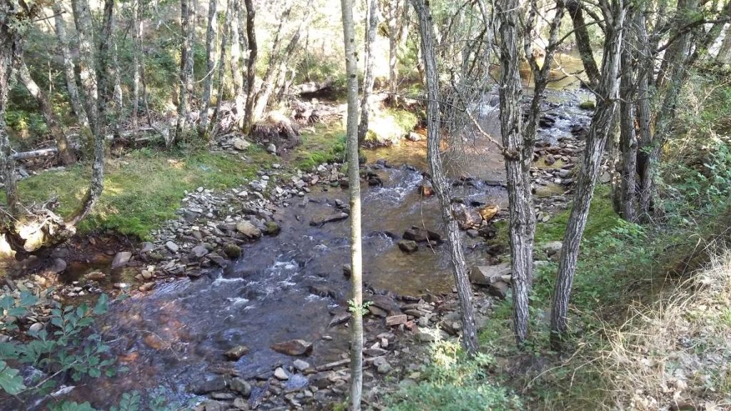 Bosque de ribera sobre el mismo cauce en la reserva natural fluvial Cabecera del río Pedroso