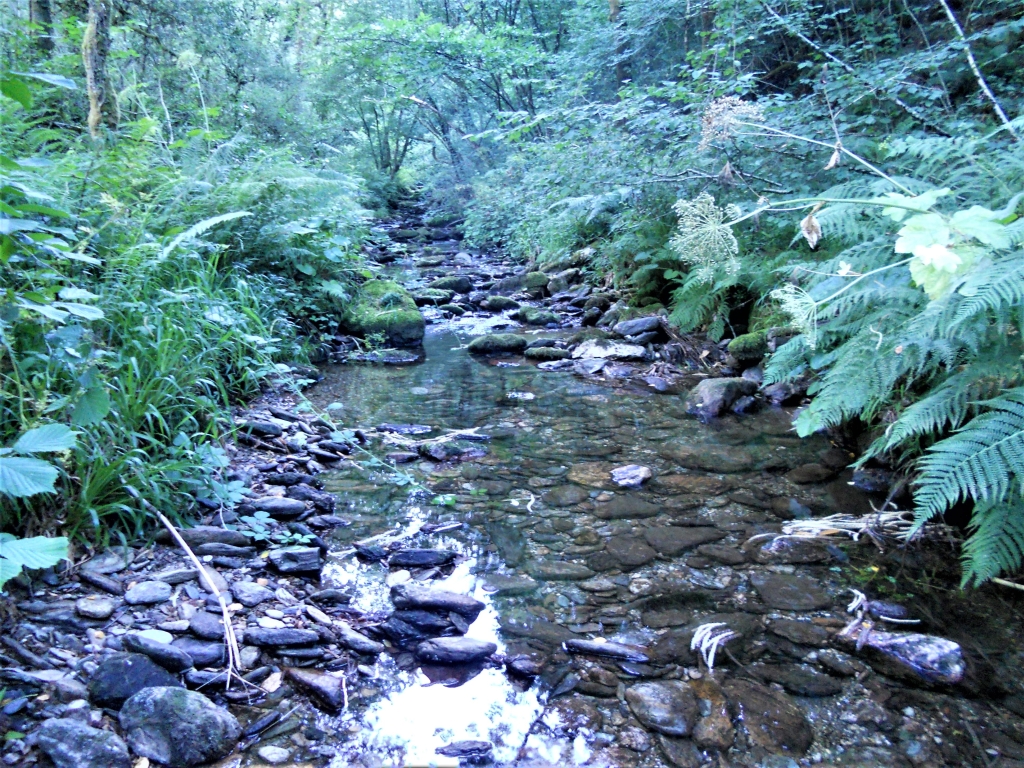 Reserva Natural Fluvial del Río Mera. Zona: Rego dos Soutochao