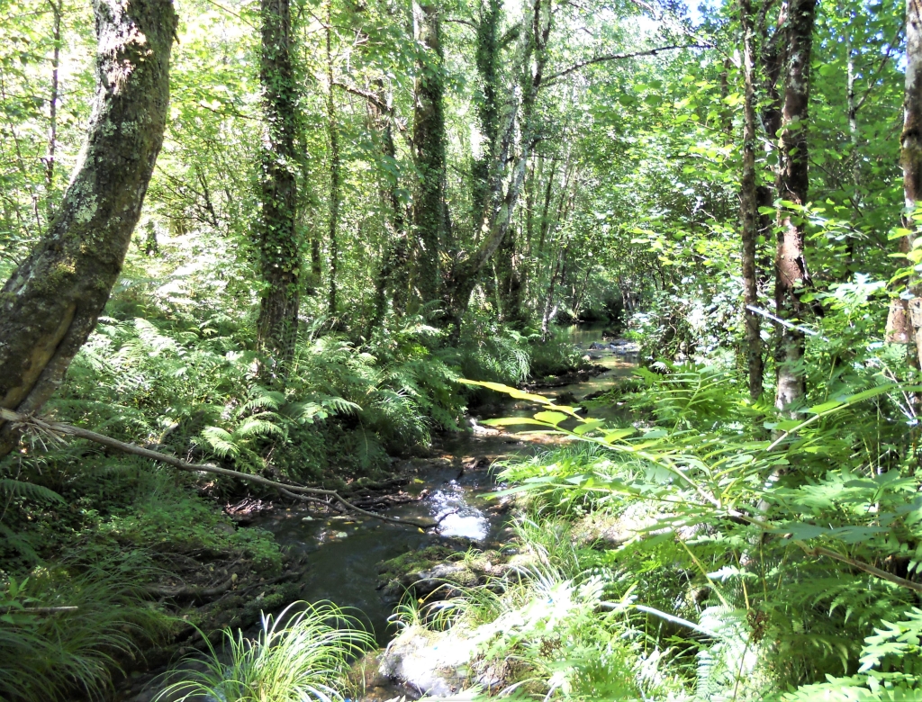 Reserva Natural Fluvial del Río Mera. Zona: Rego dos Soutochao