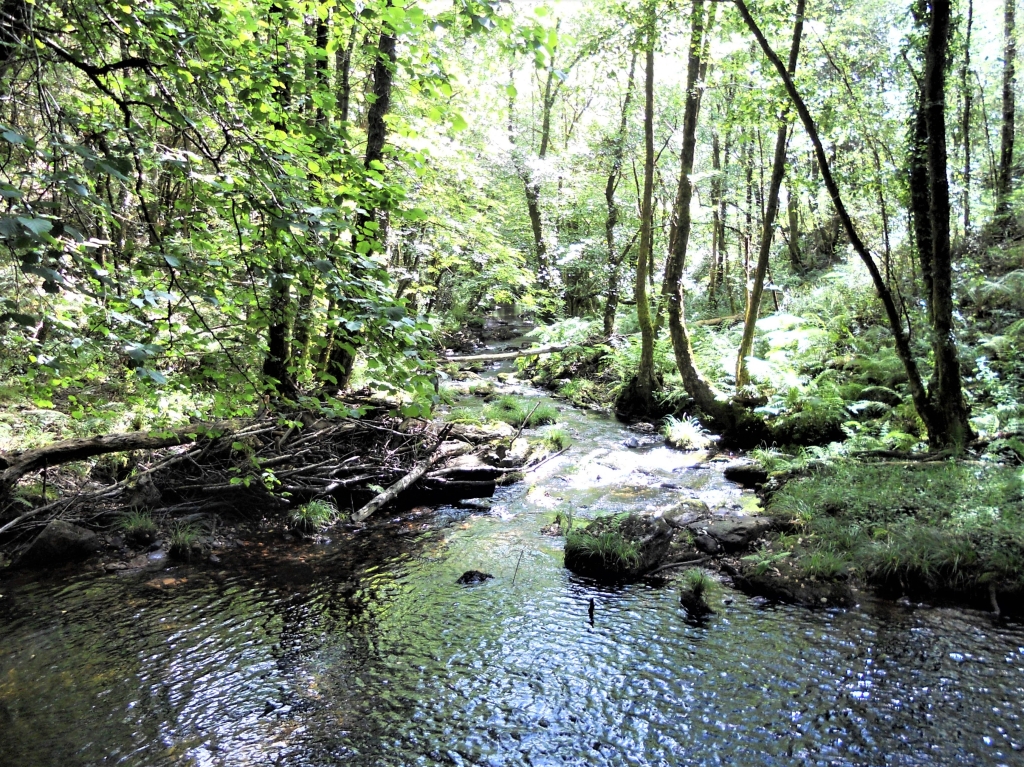 Reserva Natural Fluvial del Río Mera. Zona: Rego dos Soutochao