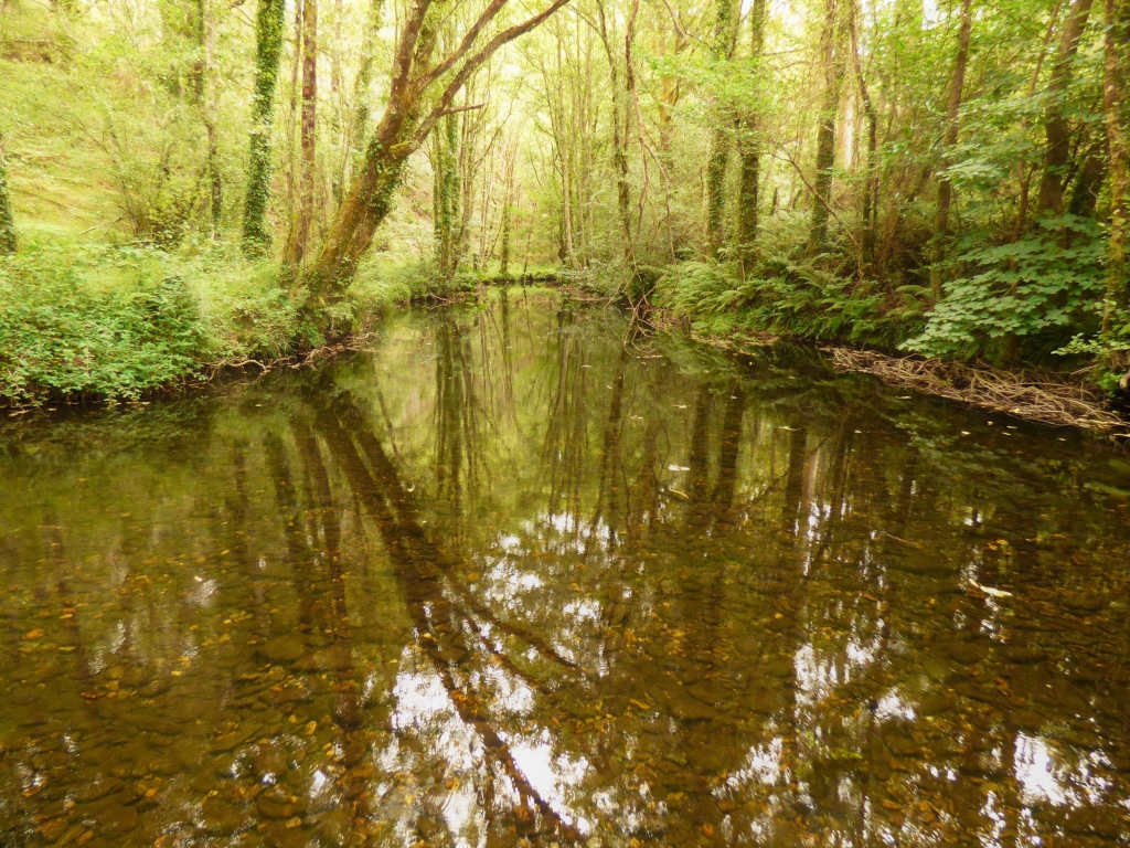 Reserva Natural Fluvial del Río Sor. Zona: Rego de Santar