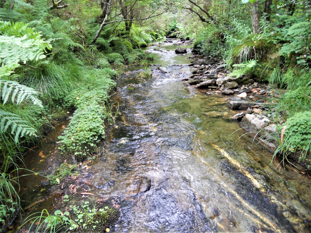 Reserva Natural Fluvial del Río Sor. Zona: Rego de Santar