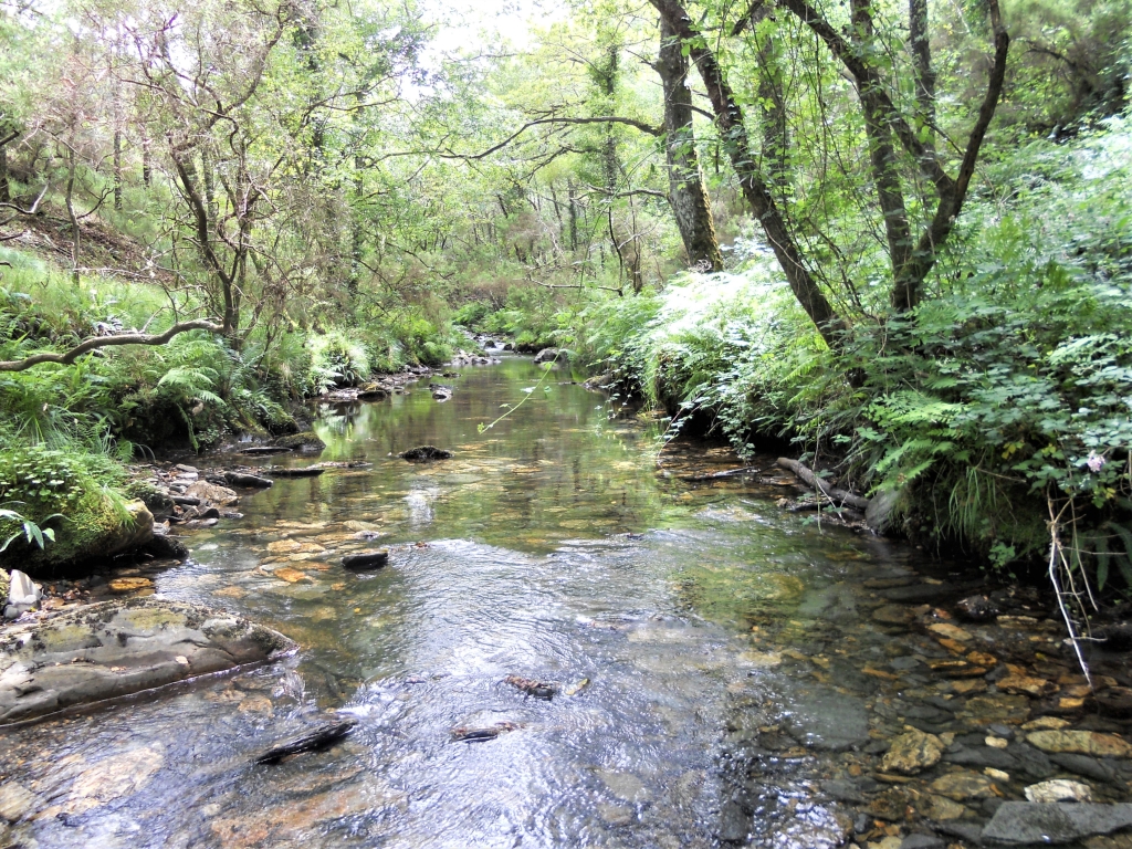 Reserva Natural Fluvial del Río Sor. Zona: Rego de Santar