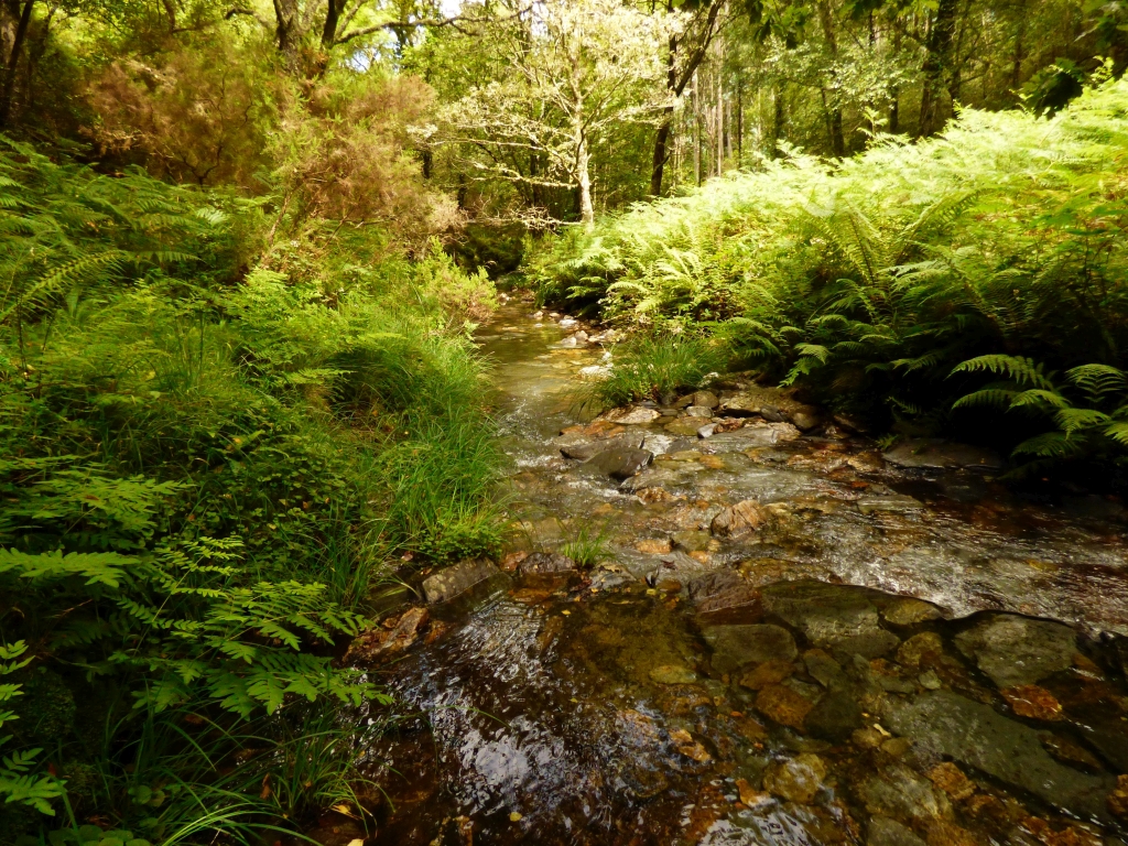 Reserva Natural Fluvial del Río Sor. Zona: Rego de Santar