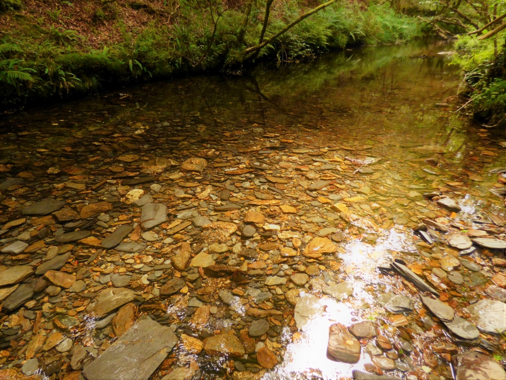 Reserva Natural Fluvial del Río Sor. Zona: Rego de Santar