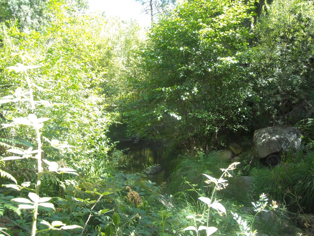 Vegetación de ribera de la reserva natural fluvial Río Arbillas