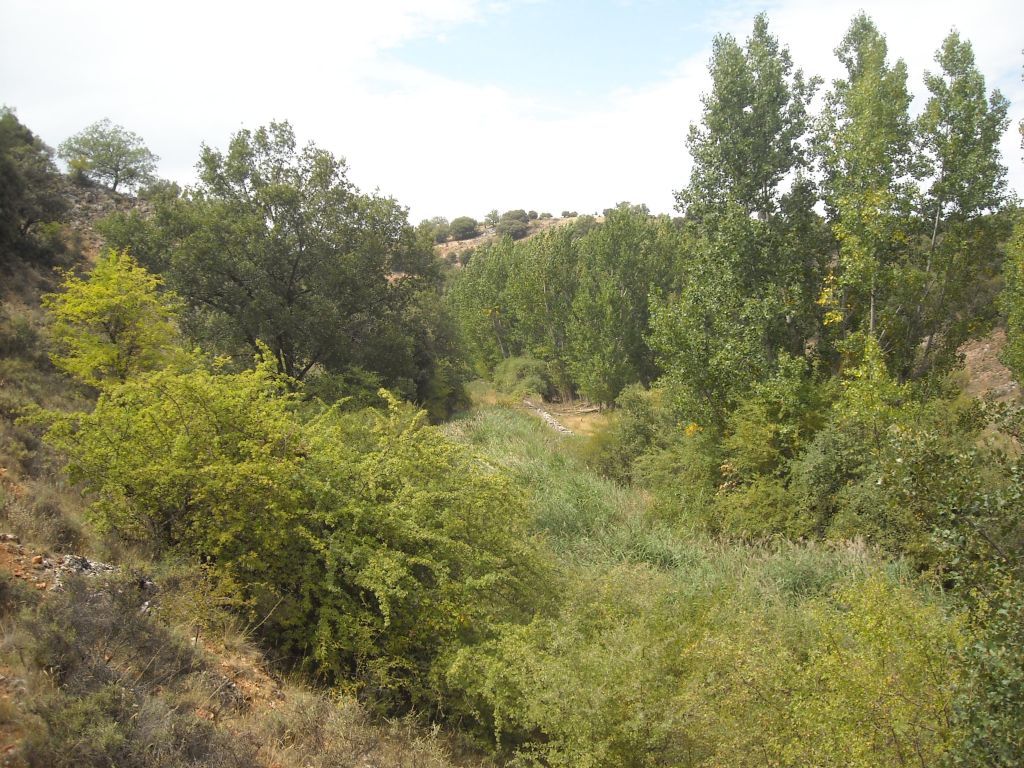 Vista panorámica de la vegetación de ribera en la reserva natural fluvial Río Dulce