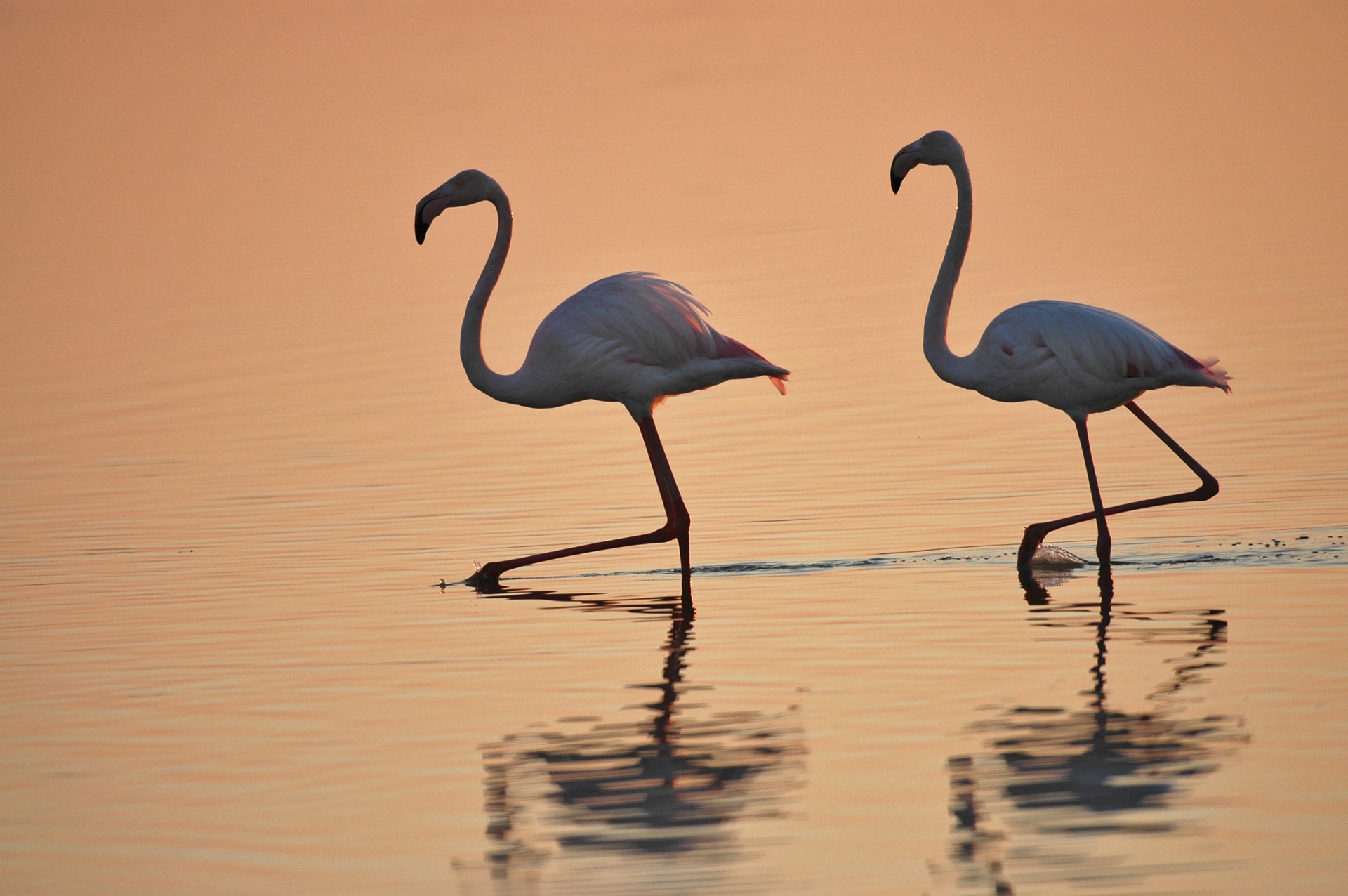 Flamencos en Doñana