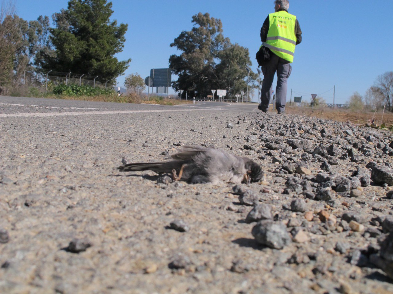 Mortalidad de vertebrados en carreteras