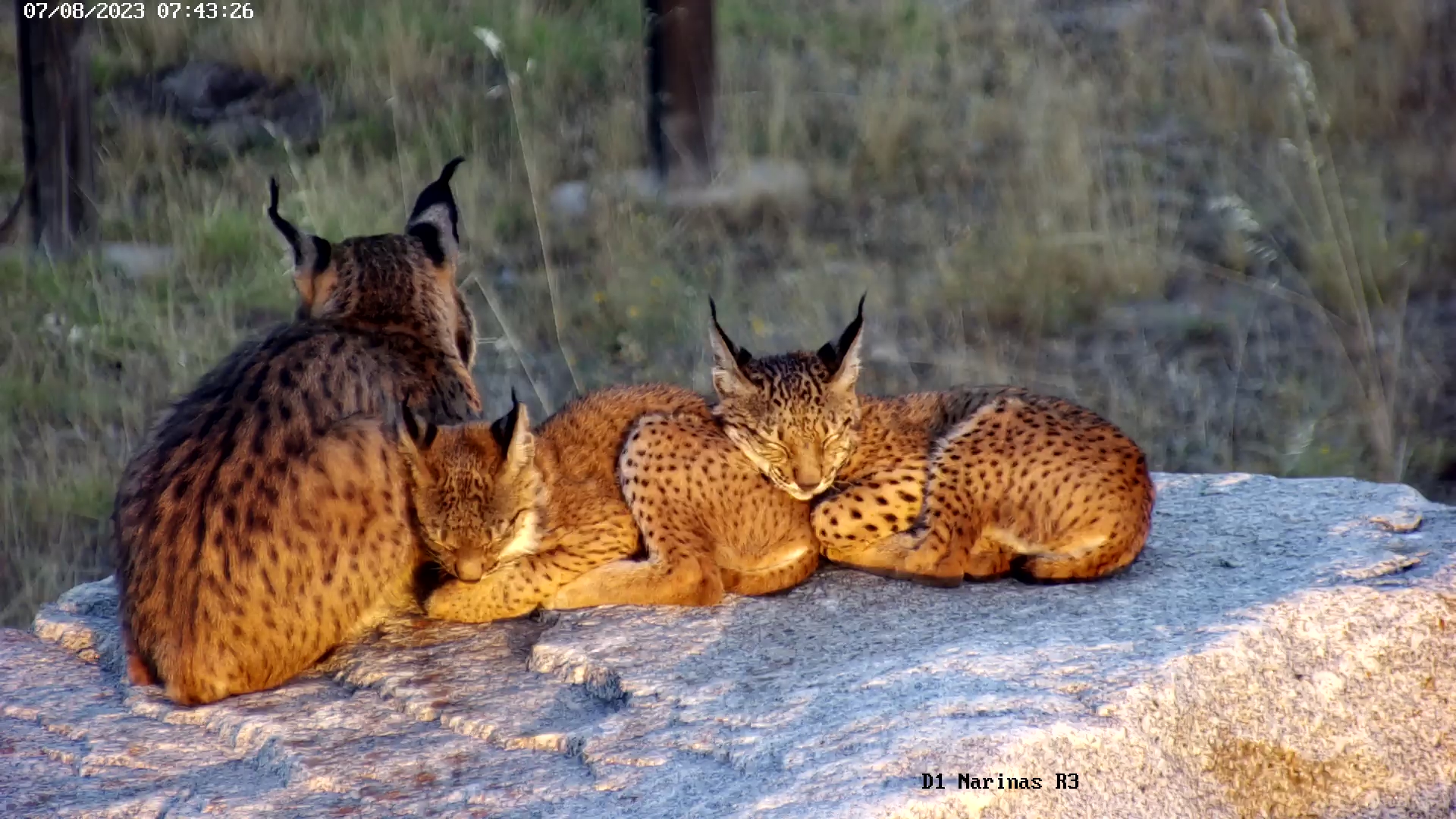 Cachorros de lince ibérico de Granadilla