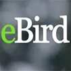 eBird