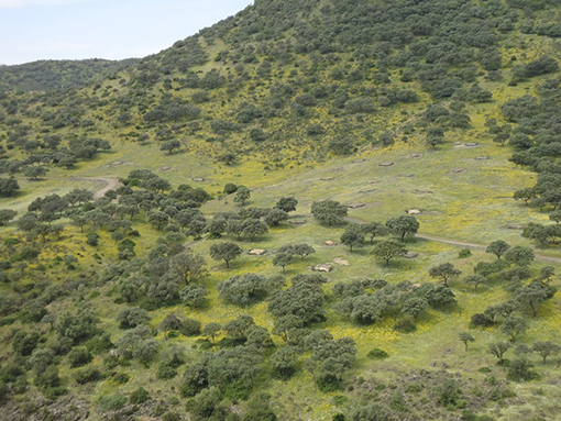 Actuaciones en el campo. Montes de Lugar Nuevo y Selladores-Contadero