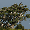 Seguimiento del estado fitosanitario de las masas forestales. Ficha resumen [Foto: J.M. Pérez de Ayala]