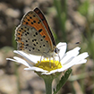 Protocolo de seguimiento de lepidópteros [Foto: F. Heras Hernández]