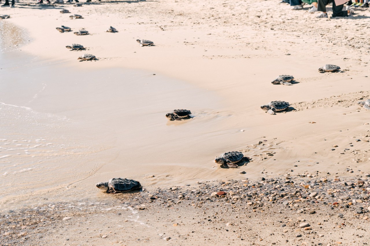 Tortugas marinas