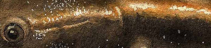 Salamandra rabilarga