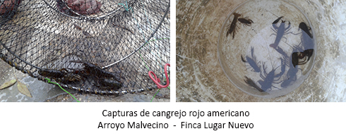 Captura de cangrejos de río americano