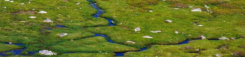 turbera en el Parque Nacional de la Sierra de Guadarrama [Foto: A.Moreno]