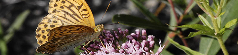 Seguimiento de Lepidópteros