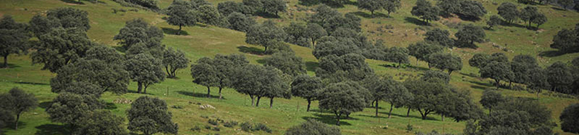 Encinar en Lugar Nuevo [Foto: J.M. Pérez de Ayala]