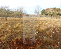 Protección de plantaciones de quercineas