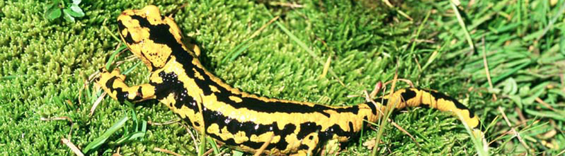 Salamandra común [J. Ara Cajal / Fototeca CENEAM]