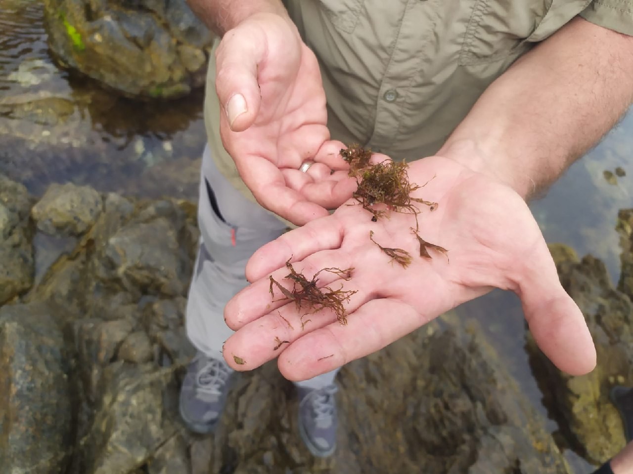 Alga Rugulopteryx okamurae