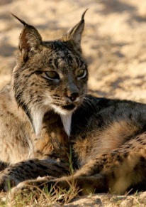 Lince ibérico. Lynx pardinus. Autor: Antonio Rivas 