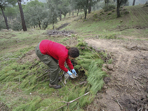 Manejo del conejo en campo