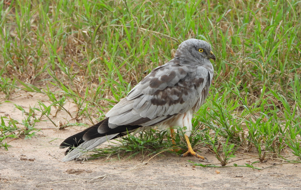 Aguilucho cenizo. Fotografía: Rubén Moreno-Opo (MITECO)