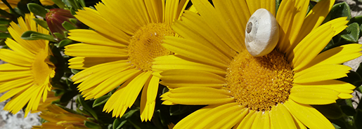 Estrellas de mar en flor con caracol. J. Zapata Salgado. Fototeca CENEAM