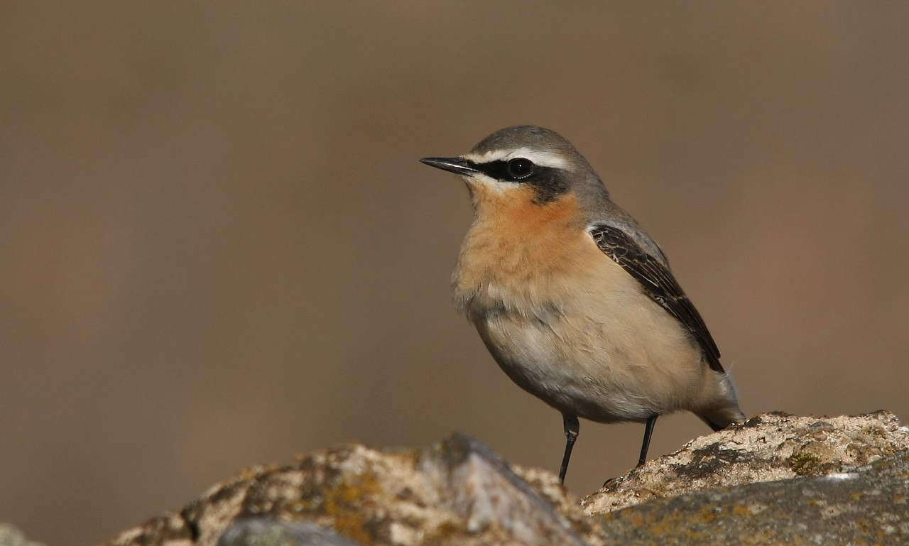 Collalba gris (Oenanthe oenanthe). Fotografía: Ricardo Gómez (MITECO)