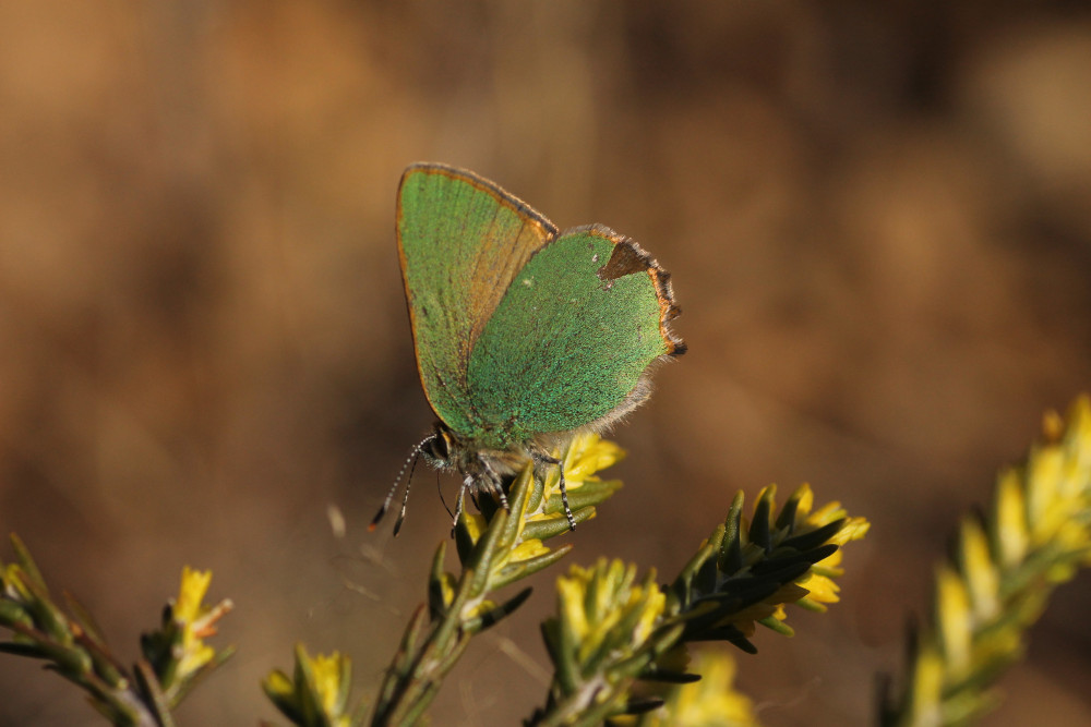 Callophrys rubi sobre Thymelaea broteriana. Fotografía: Carmela Capistrós