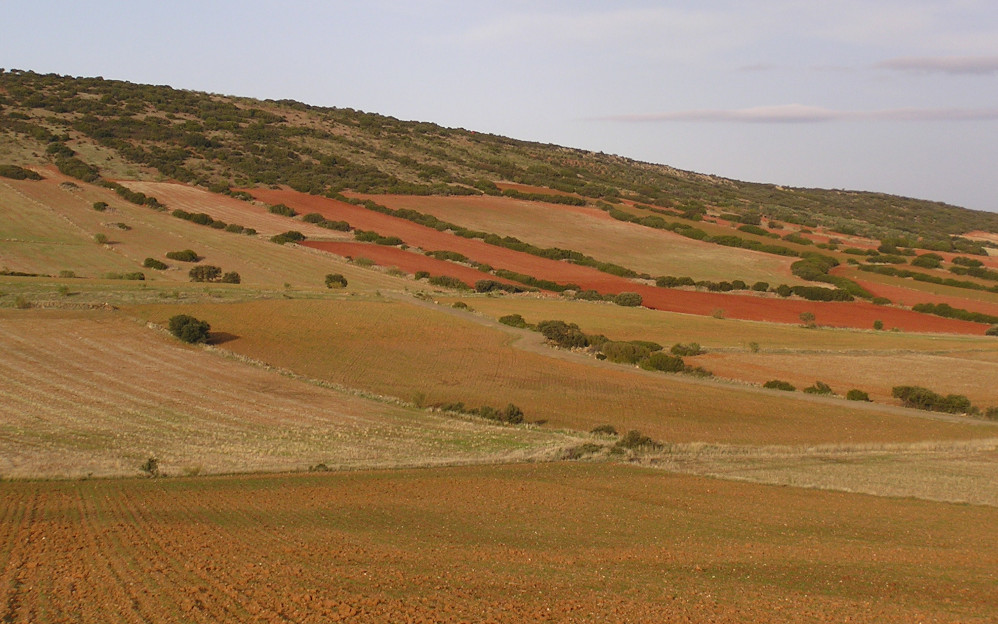 Linderos en cultivo Viso del Marqués. Fotografía: Francisco Guil. MITECO